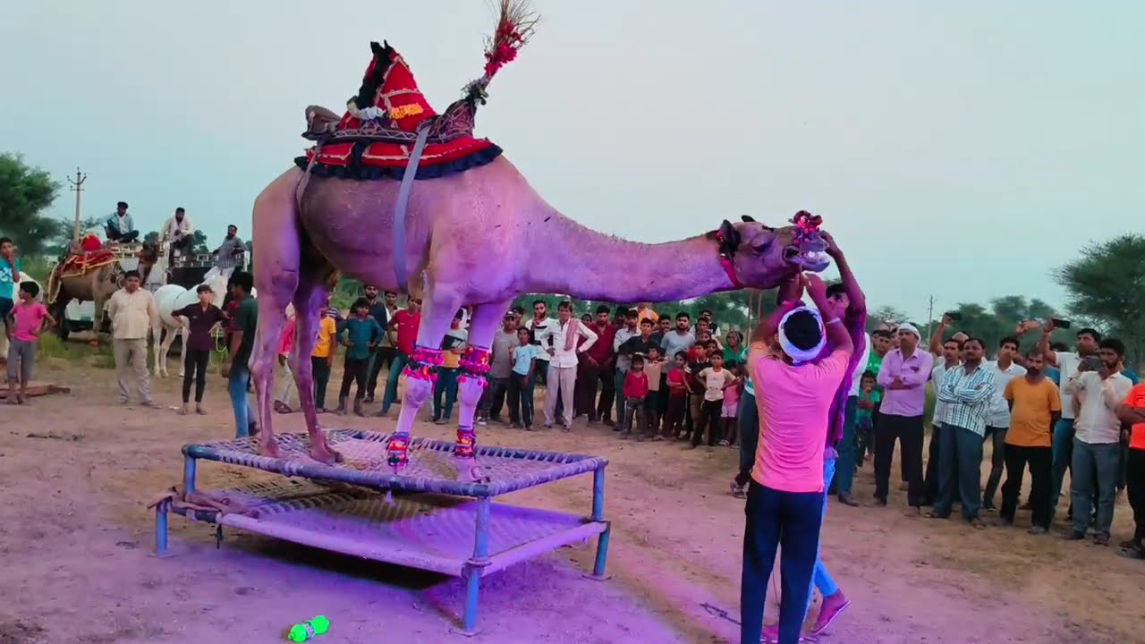 राजस्थानी ऊंट का ऐसा डांस नहीं देखा होगा | Bagar का Unt Lankapati Camel Dance