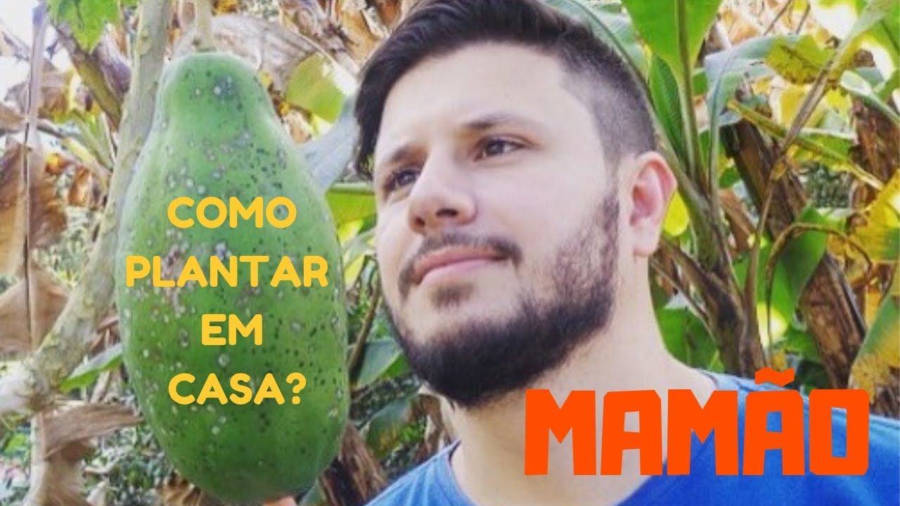 COMO PLANTAR MAMÃO EM CASA - COMPLETO