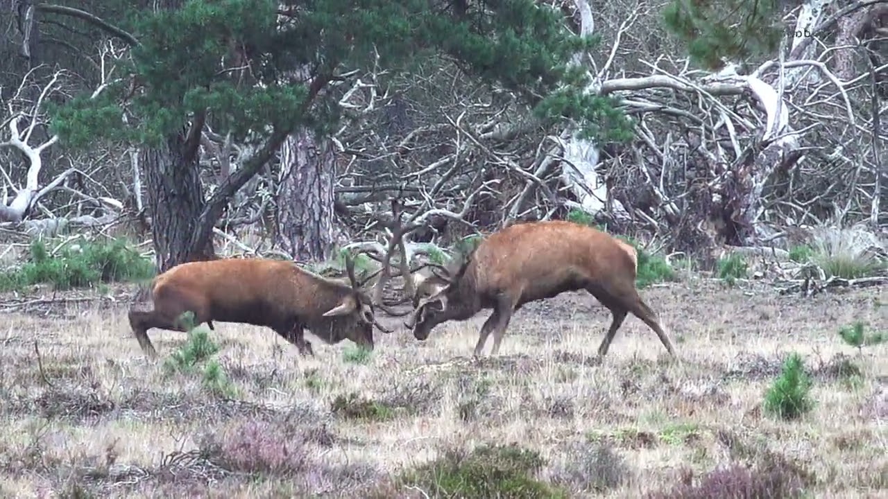 Burlende en vechtende edelherten Hoge Veluwe bronst