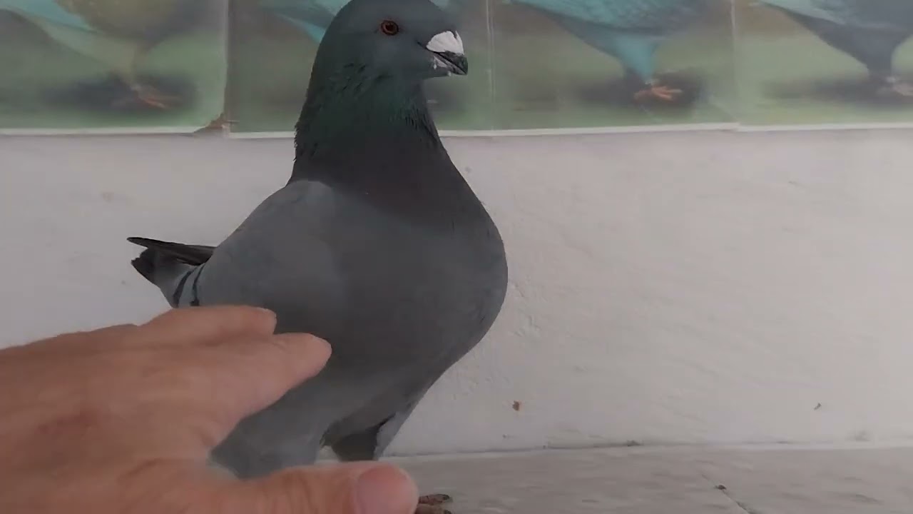 Pigeon giant homer 