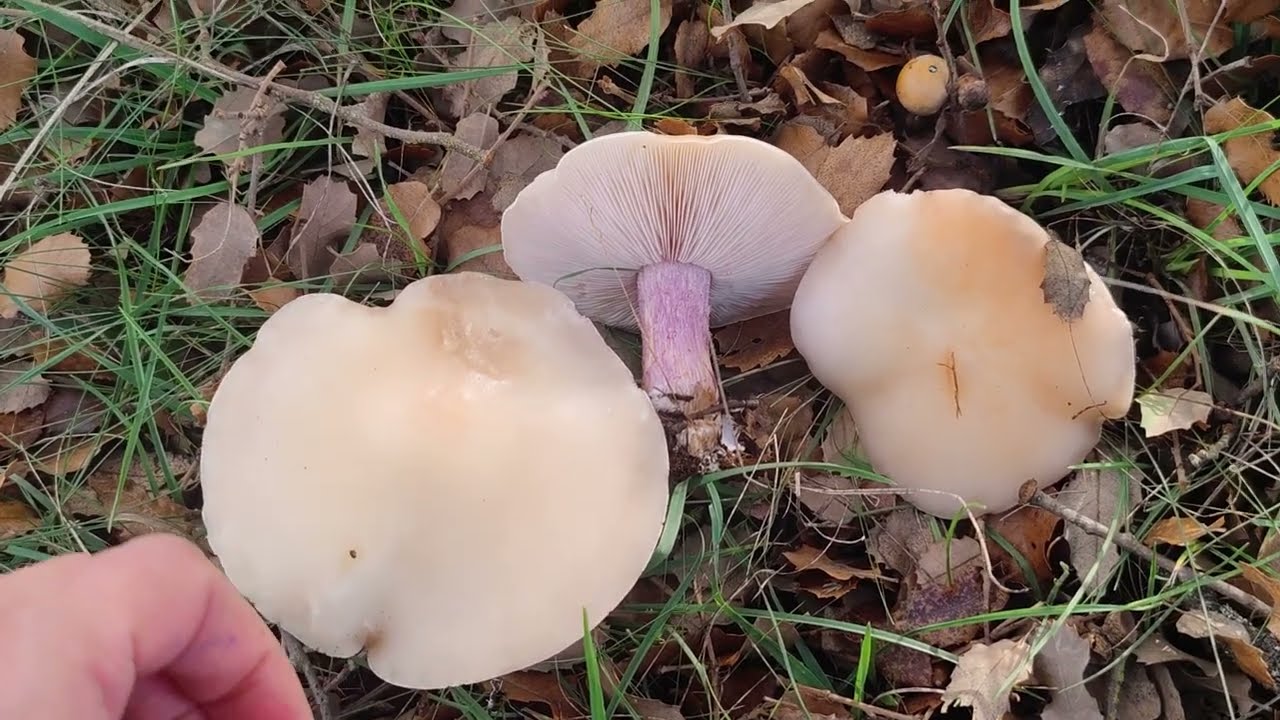 Un buen comestible sencill&iacute;simo de identificar: El pie violeta. Lepista personata. El setal perfecto
