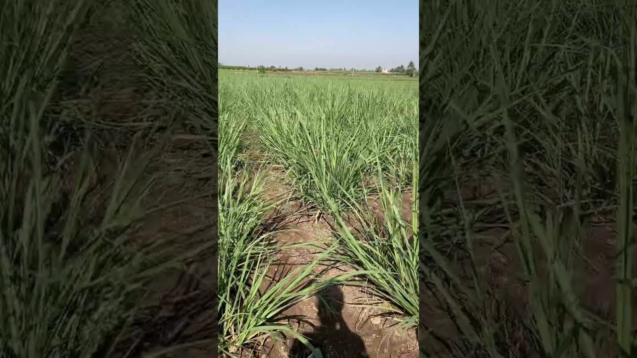 GA+6BA Result sugarcane😳😳🌾🎋/ऊस शेती/#farming #indianfarmer#agriculture #agri #agro #farmer #6ba