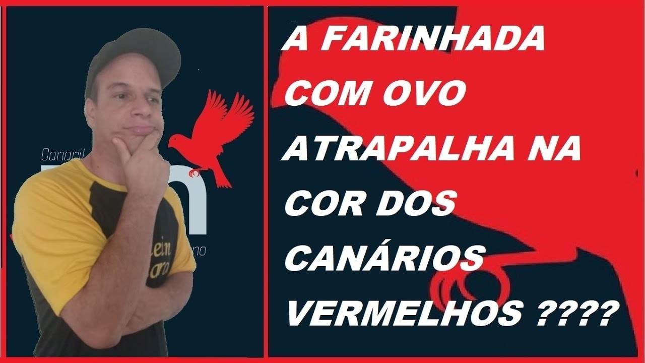SERÁ QUE E A FARINHADA QUE CONTÊM OVO ATRAPALHA NA COR DOS CANÁRIOS VERMELHOS??