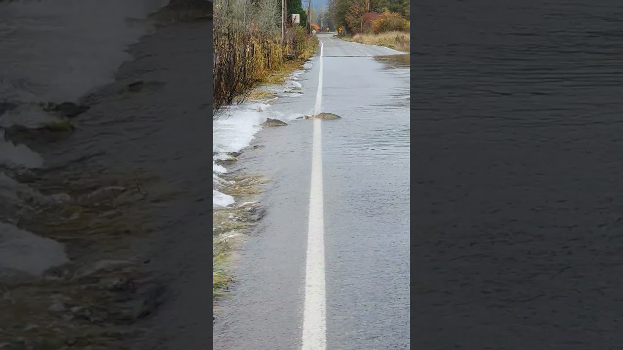 Salmon Hilariously Swims Across Flooded Road!