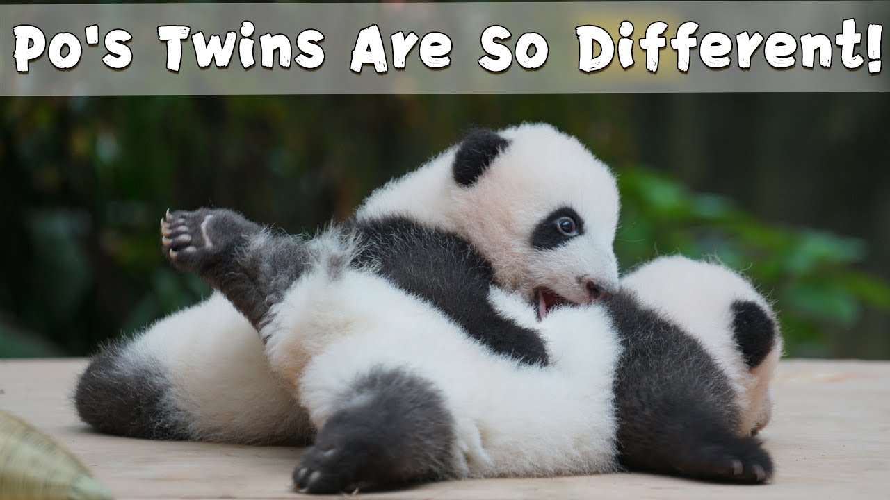 Po's Boy-girl Twins Have Distinctive Personalities! | iPanda