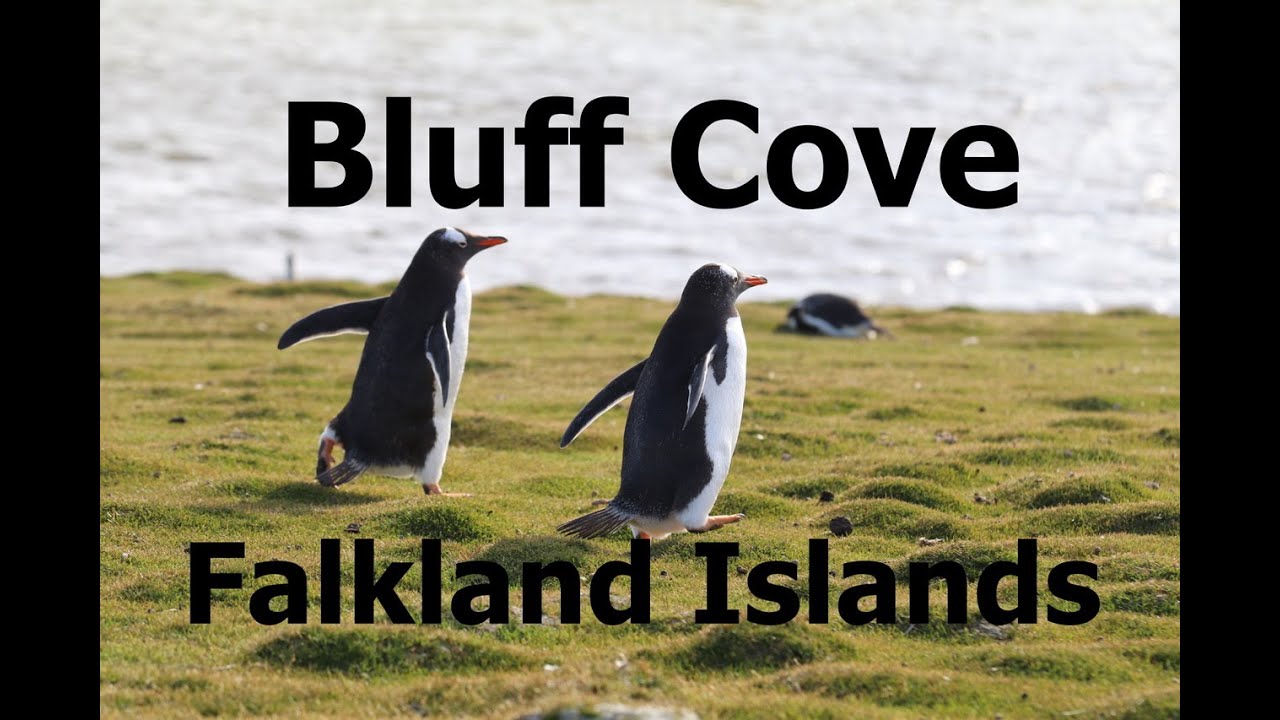 Falkland Islands, Bluff Cove - naughty penguin chicks running around...