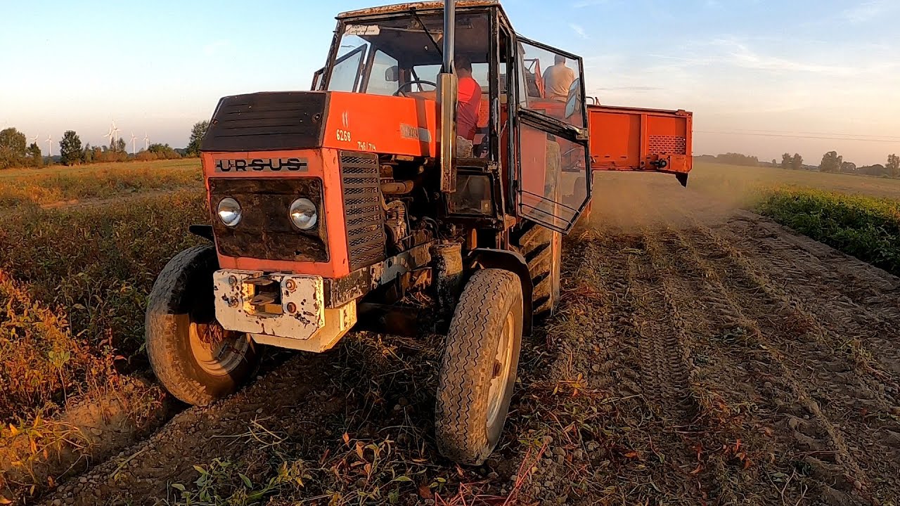 Bardzo trudne wykopki Ursus z Grimme to za mało w taką suszę