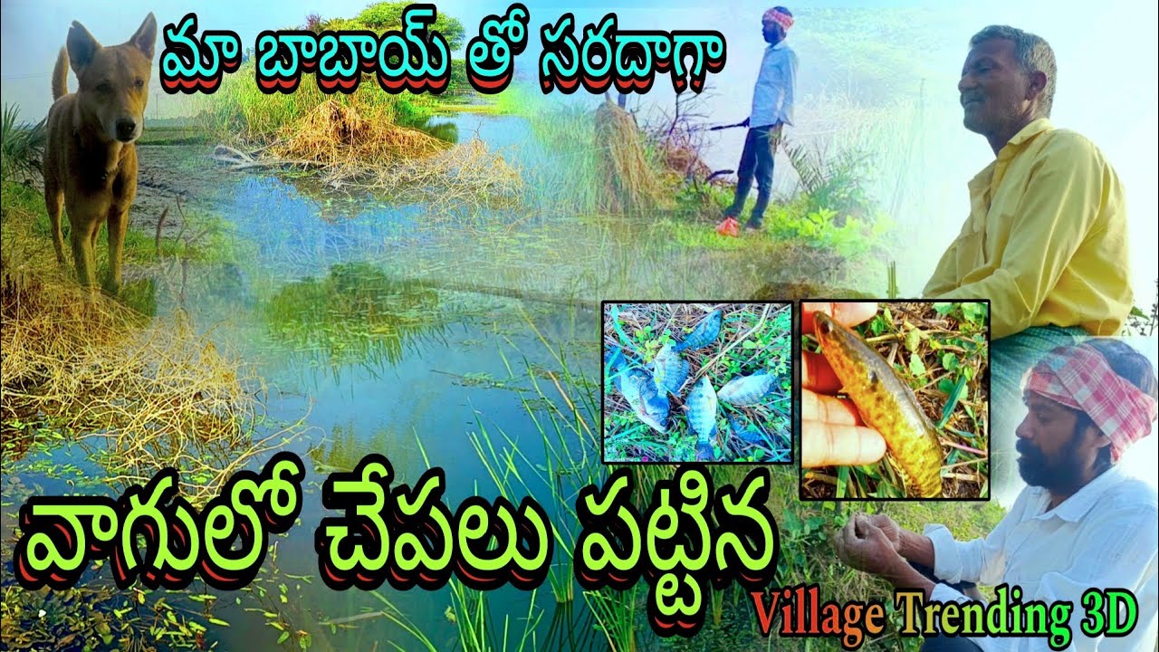 fishi Hunting |village fishing| Sankranti special 2026|village chepalu|