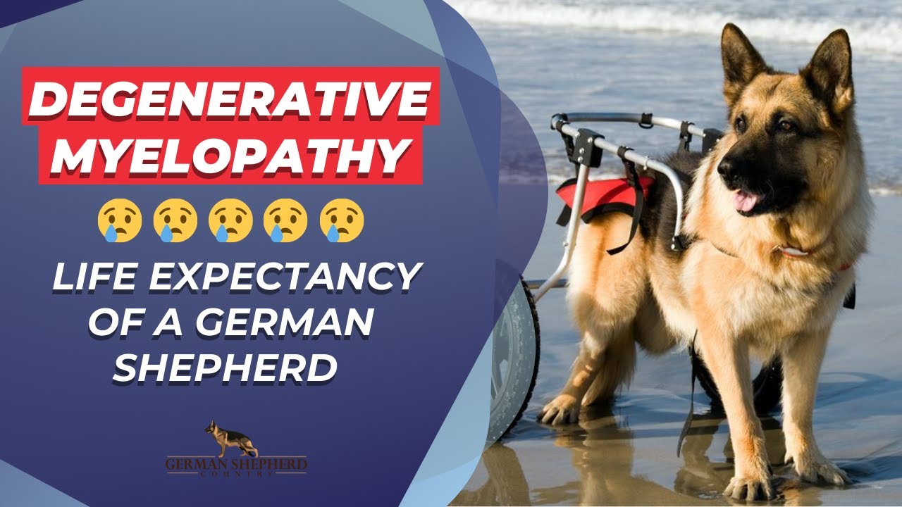Degenerative Myelopathy ➜ Life Expectancy of a German Shepherd with Degenerative Myelopathy