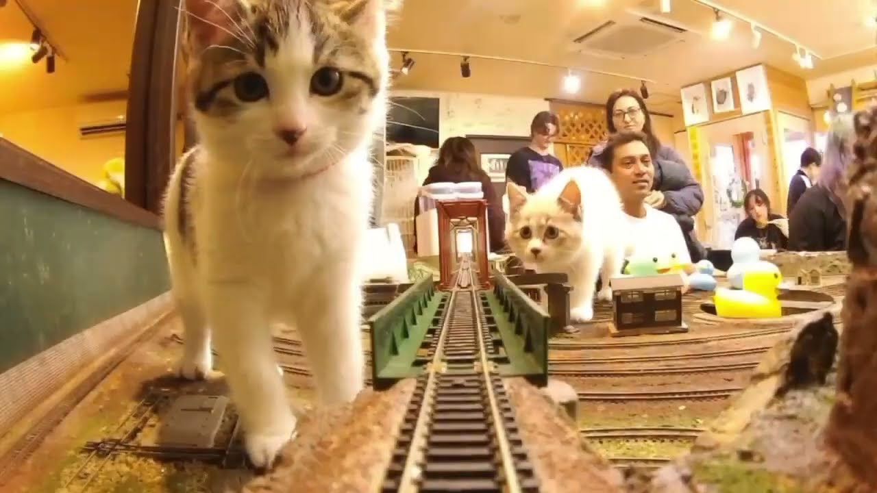“Memories of the Old Diorama Shokudo – Where 150 Rescued Cats Began Their Journey 🐾🚂”