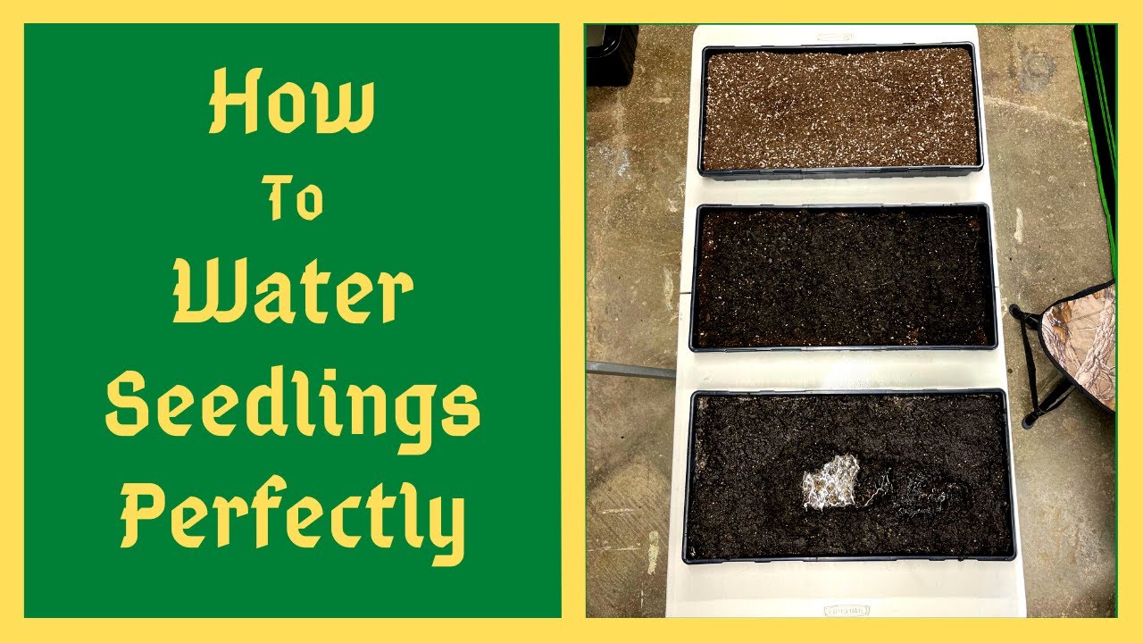 How To Water Seedlings Like The Professionals - Beginners Start Here!!!