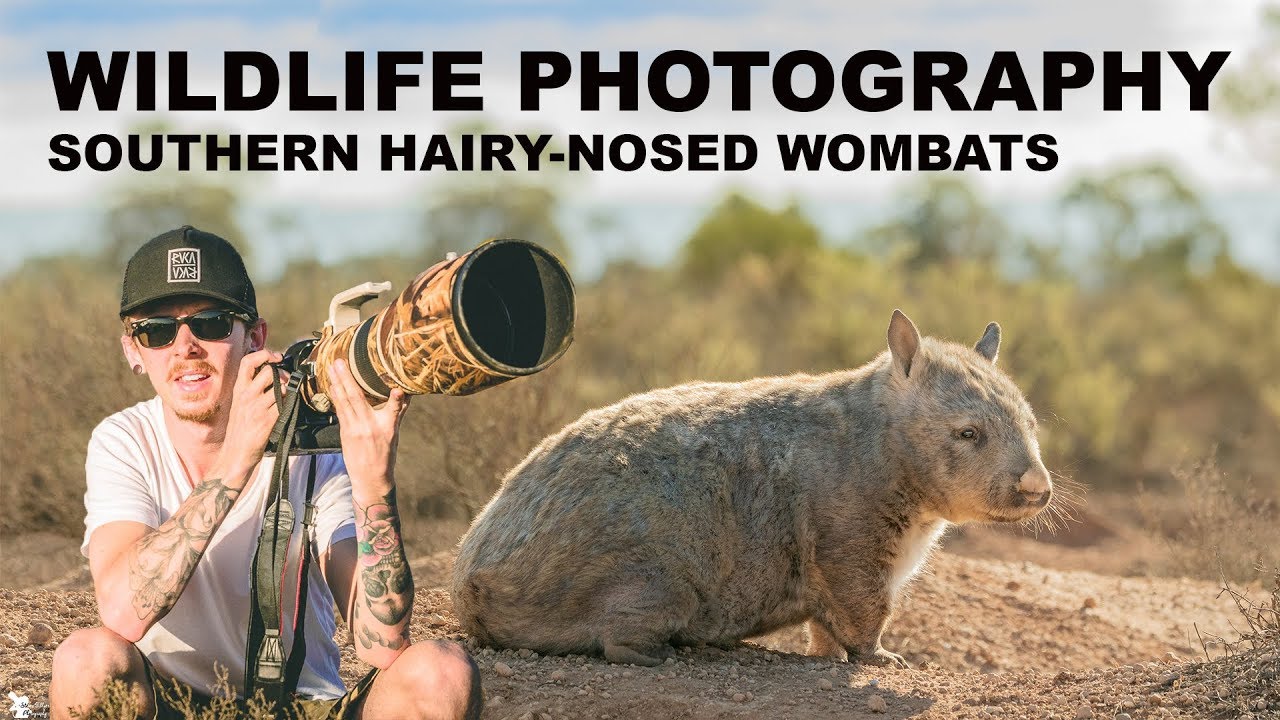 ENDANGERED WOMBATS - WILDLIFE PHOTOGRAPHY | BEHIND THE SCENES Part 1