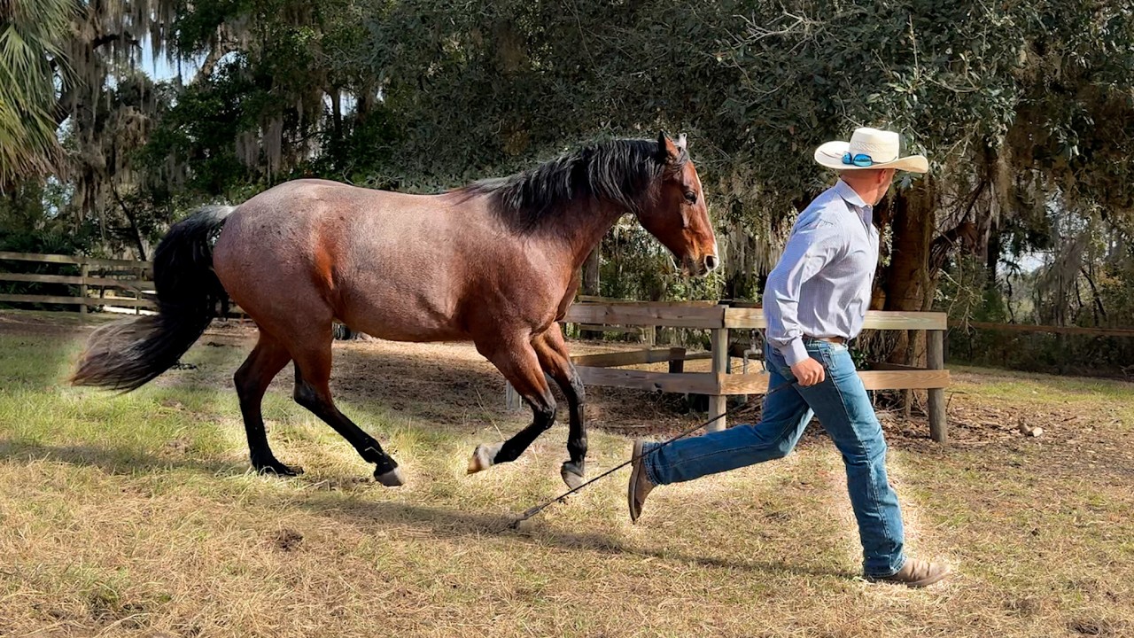 How to Make a Horse Your Friend