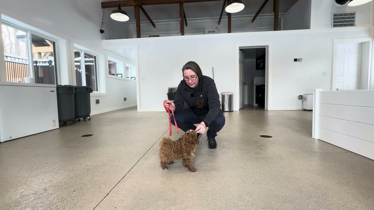 Cooper Leash Training Session - 01/26