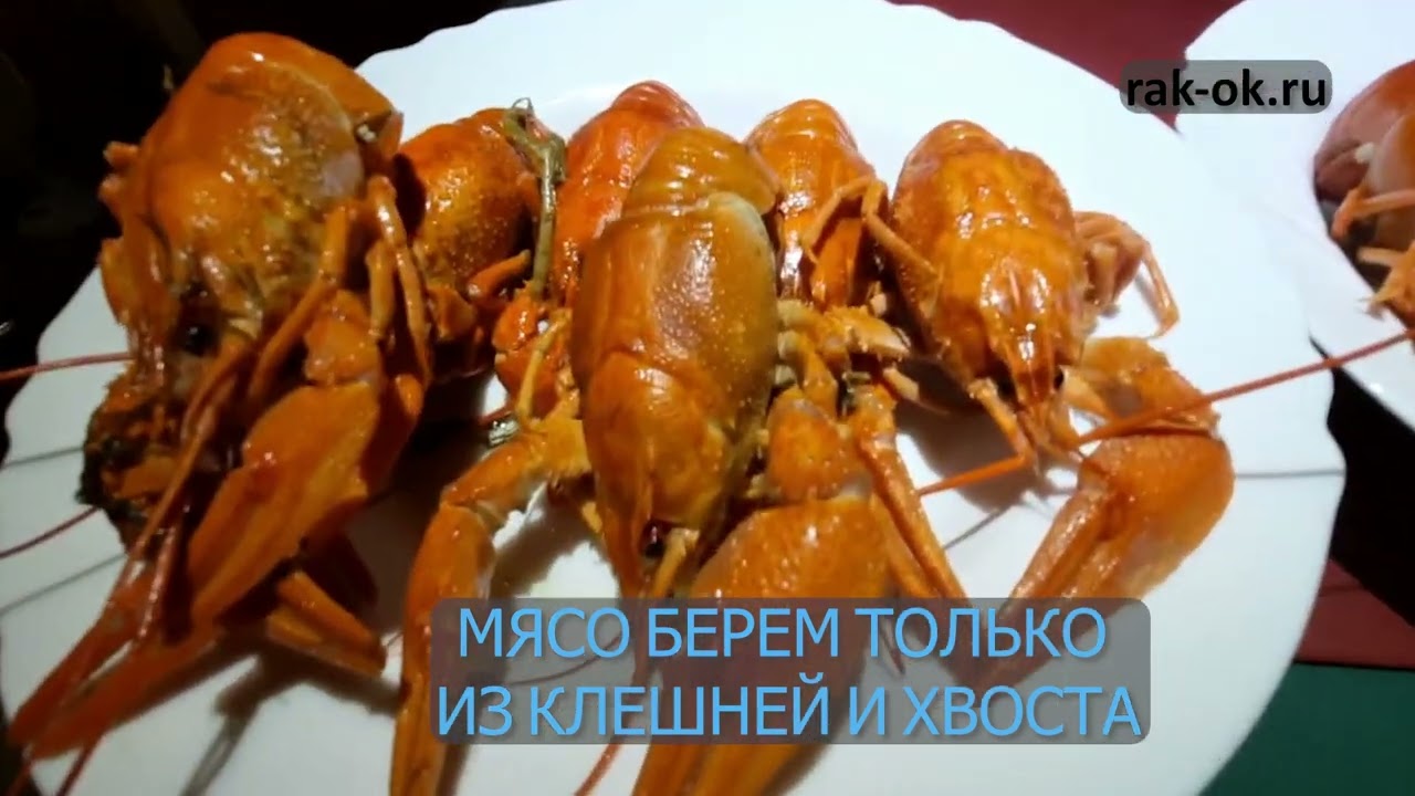 У каких раков больше мяса - сравниваем волжских и австралийских красноклешневых раков