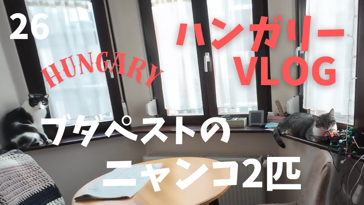 【ハンガリーVlog】ブダペストに住むニャンコ兄弟