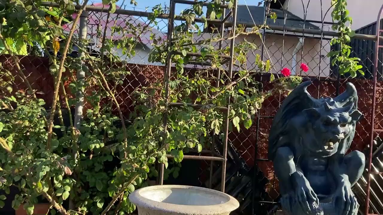 The Curse of the Dr. Huey Rose, A Cautionary Garden Tale
