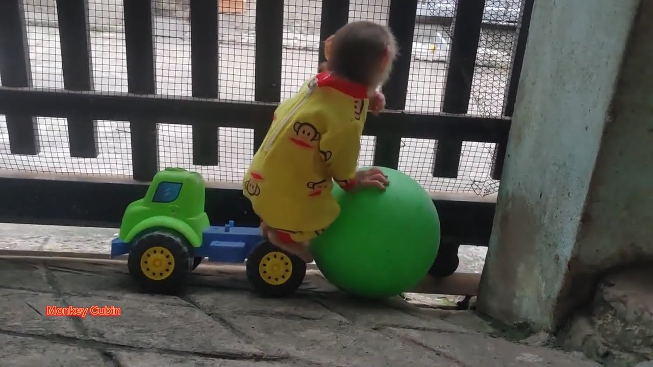 You’ll Laugh Out Loud Watching Baby Monkey Cubin Play with a Ball Before Bed!