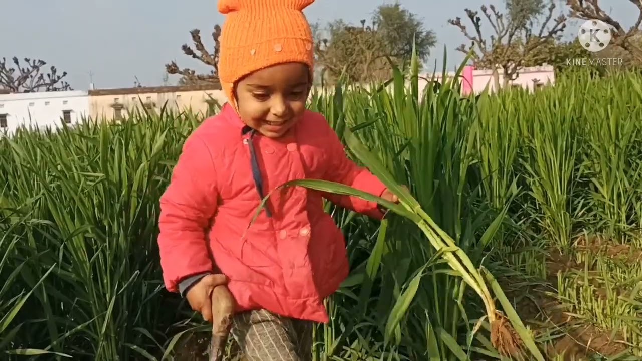 my tiny baby girl work in farm|| farm me jo cutting