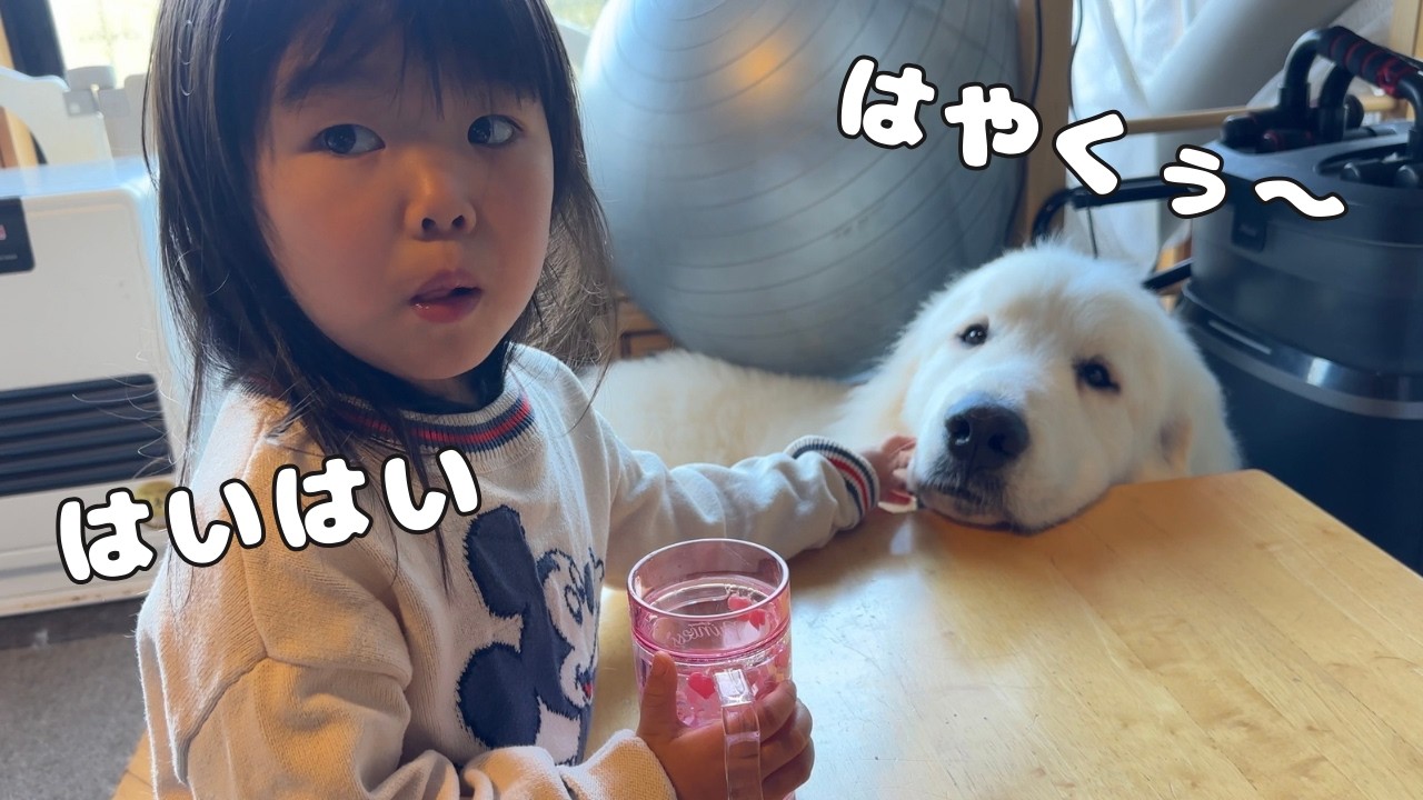 【すごい…】３歳児のご飯をいつも狙わない子犬がじっと終わるのを待っている理由が可愛すぎました♡｜グレートピレニーズ&オールドイングリッシュシープドッグ&トイプードル