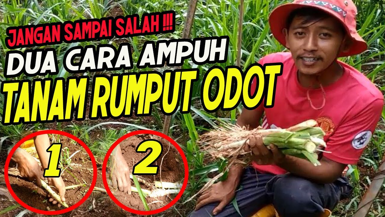 Pakai Cara Gampang Ini, Umtuk Menanam Rumput Odot