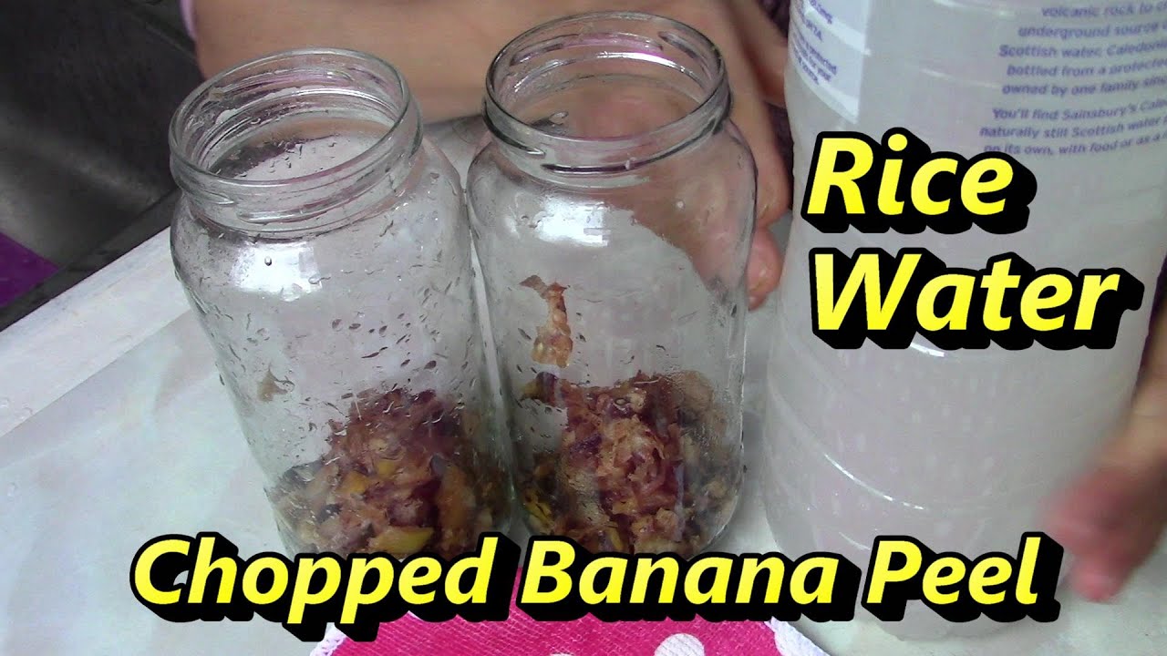 How to make Banana Peel Fertilizer with Rice Water for plants 💖 #bananapeel #fertilizer #ricewater