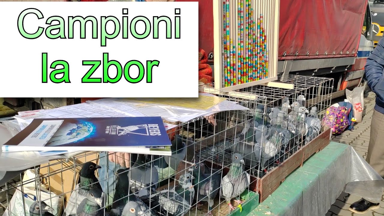 Targul de porumbei voiajori de la expo Columba