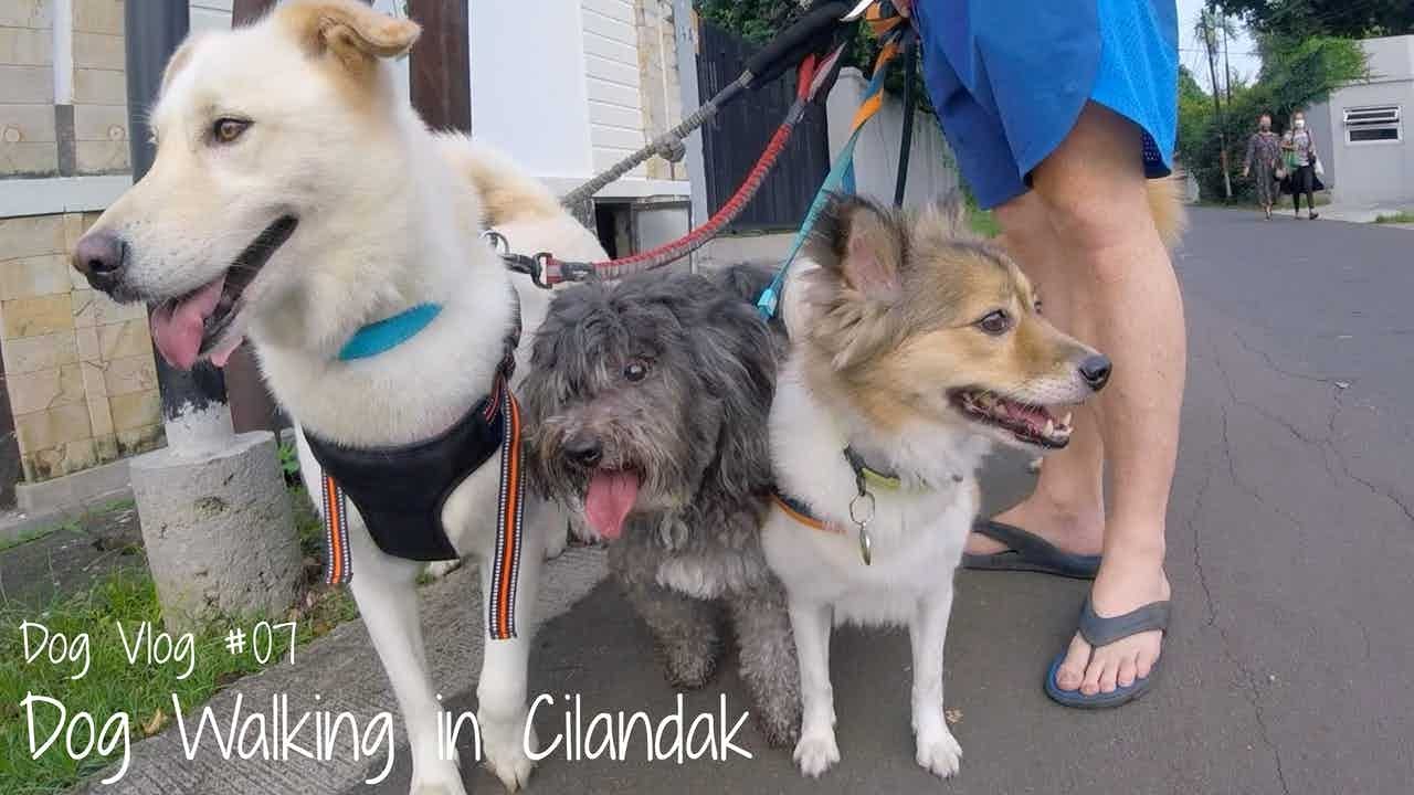 Dog Walking in Indonesia - Cilandak