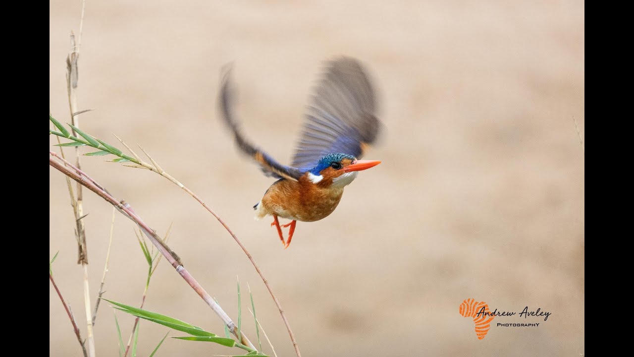 Canon RF 800 F11 and RF 600 F11  In-depth Lens Review for Bird & Wildlife Photography