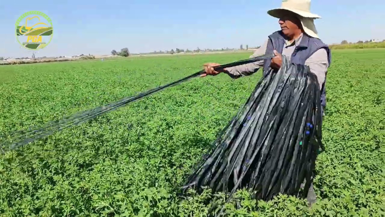 cómo se recoge la cinta de goteo en el cultivo de alfalfa.