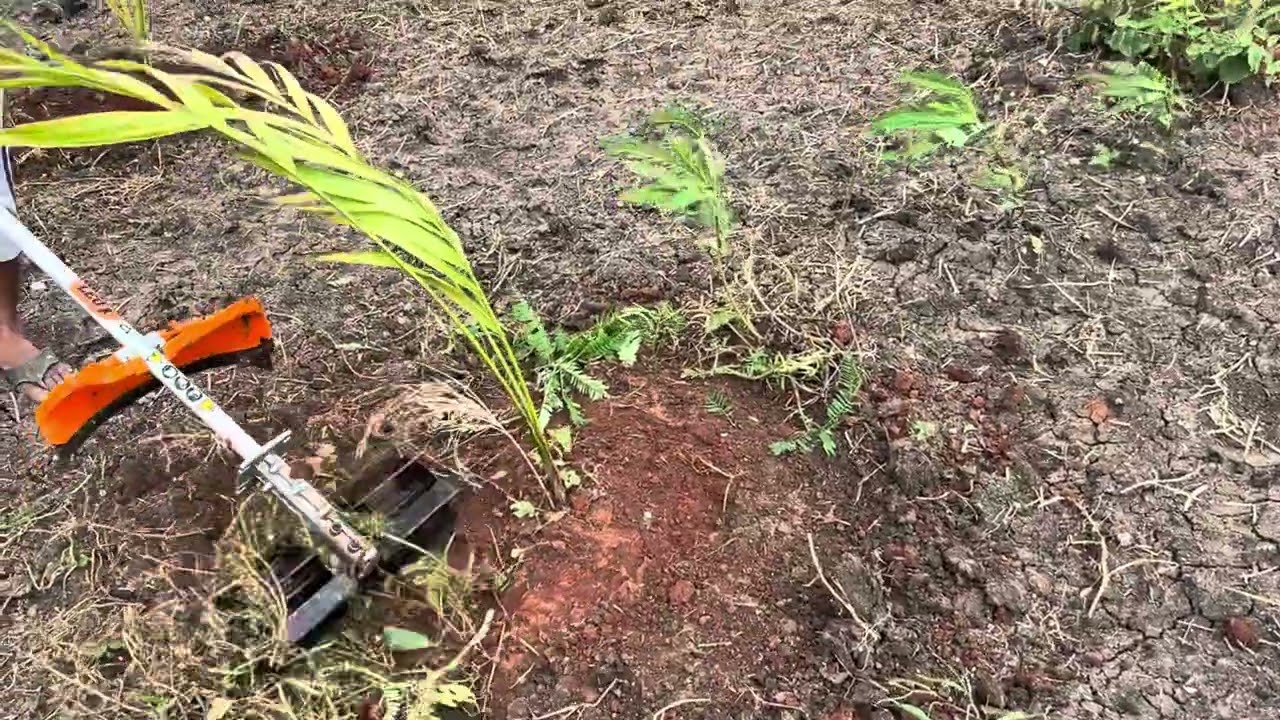 In a #arecanutfarming