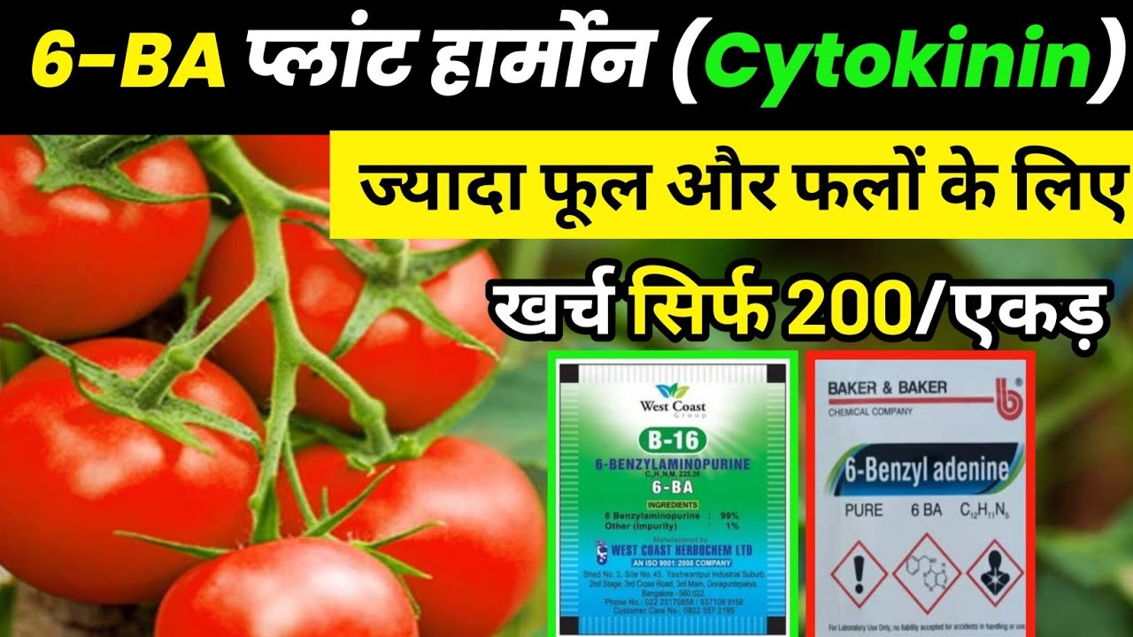 6-BA Plant hormone || cytokinin hormone ||6- benzyl adenine plant hormone