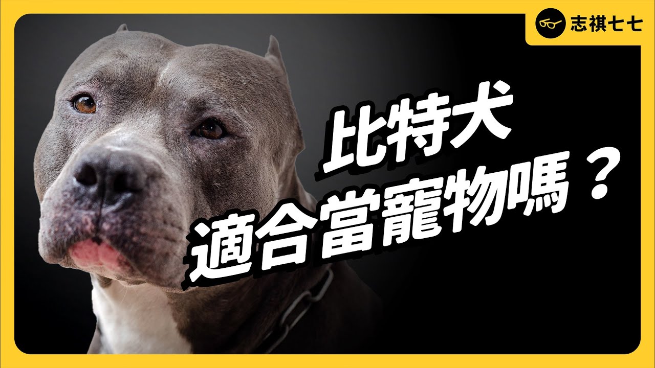 【舊片重發】比特犬跳窗咬人事件惹議！看似兇狠的比特犬，一開始是怎麼變成寵物的？現在的全面禁養政策，有什麼爭議？｜志祺七七