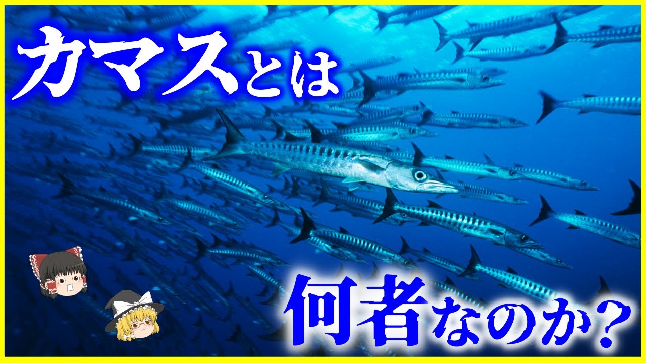 【ゆっくり解説】2億年ほぼ姿を変えなかった!?「カマス」とは何者なのか？を解説/“海のギャング”オニカマスとは…干物で化ける理由