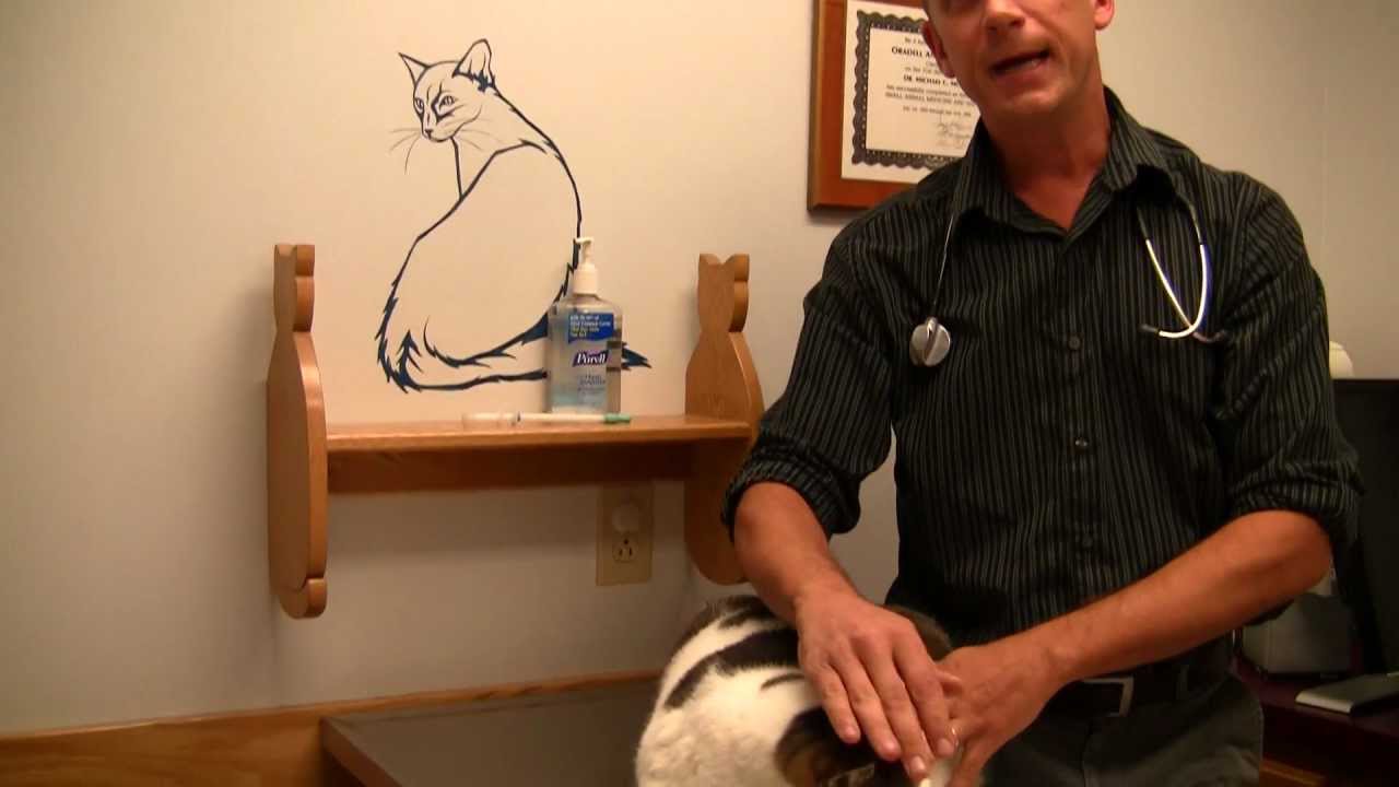 Pilling a Cat