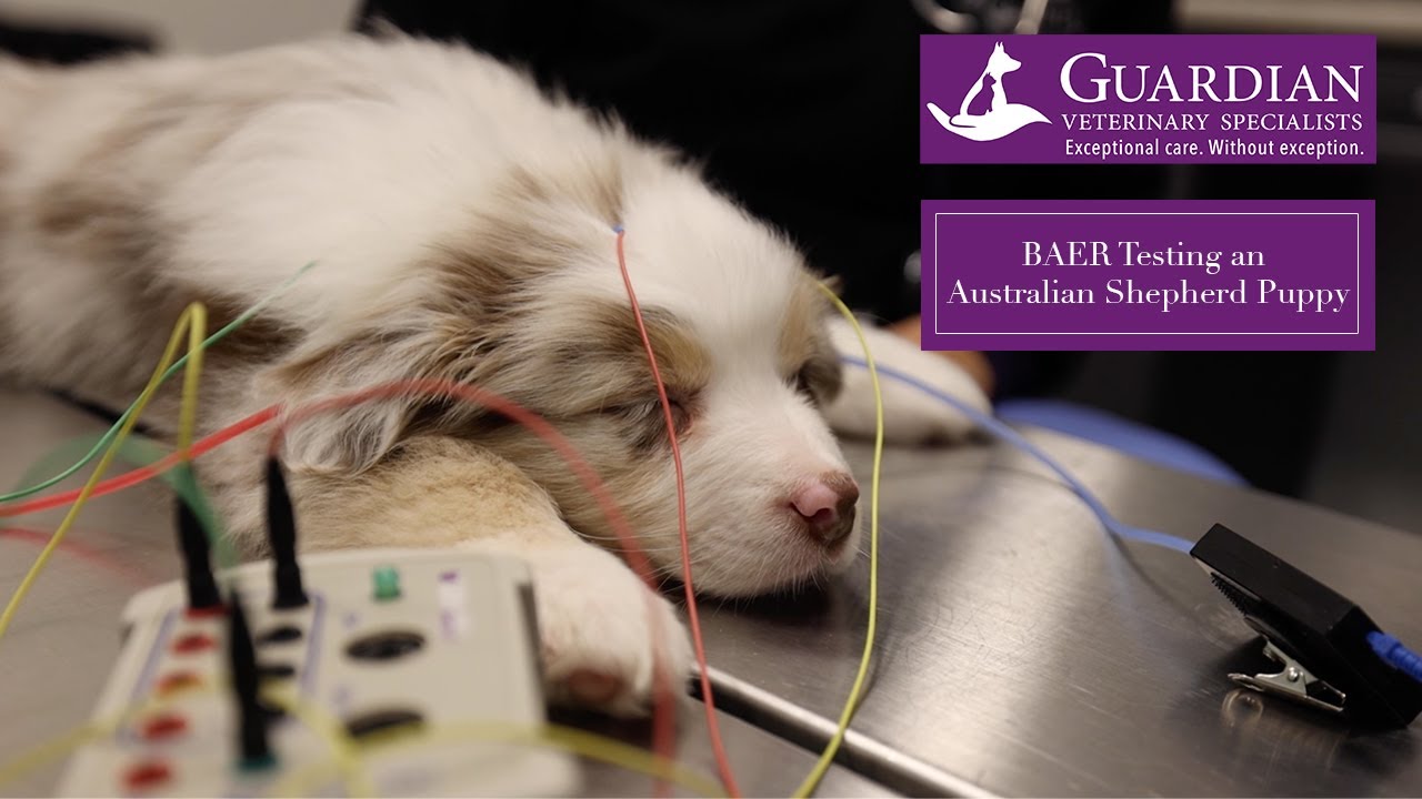 Episode 53: BAER Testing an Australian Shepherd Puppy