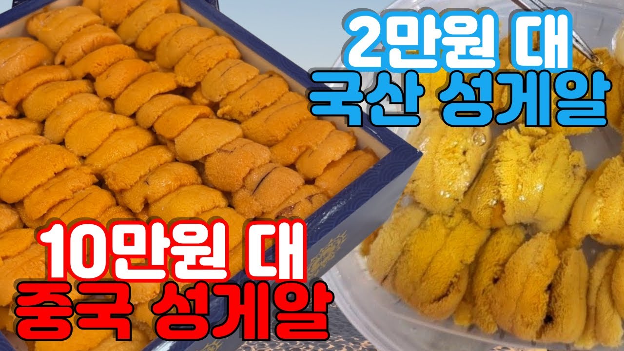 요즘 오마카세를 점령한 중국산 성게알 전격 리뷰