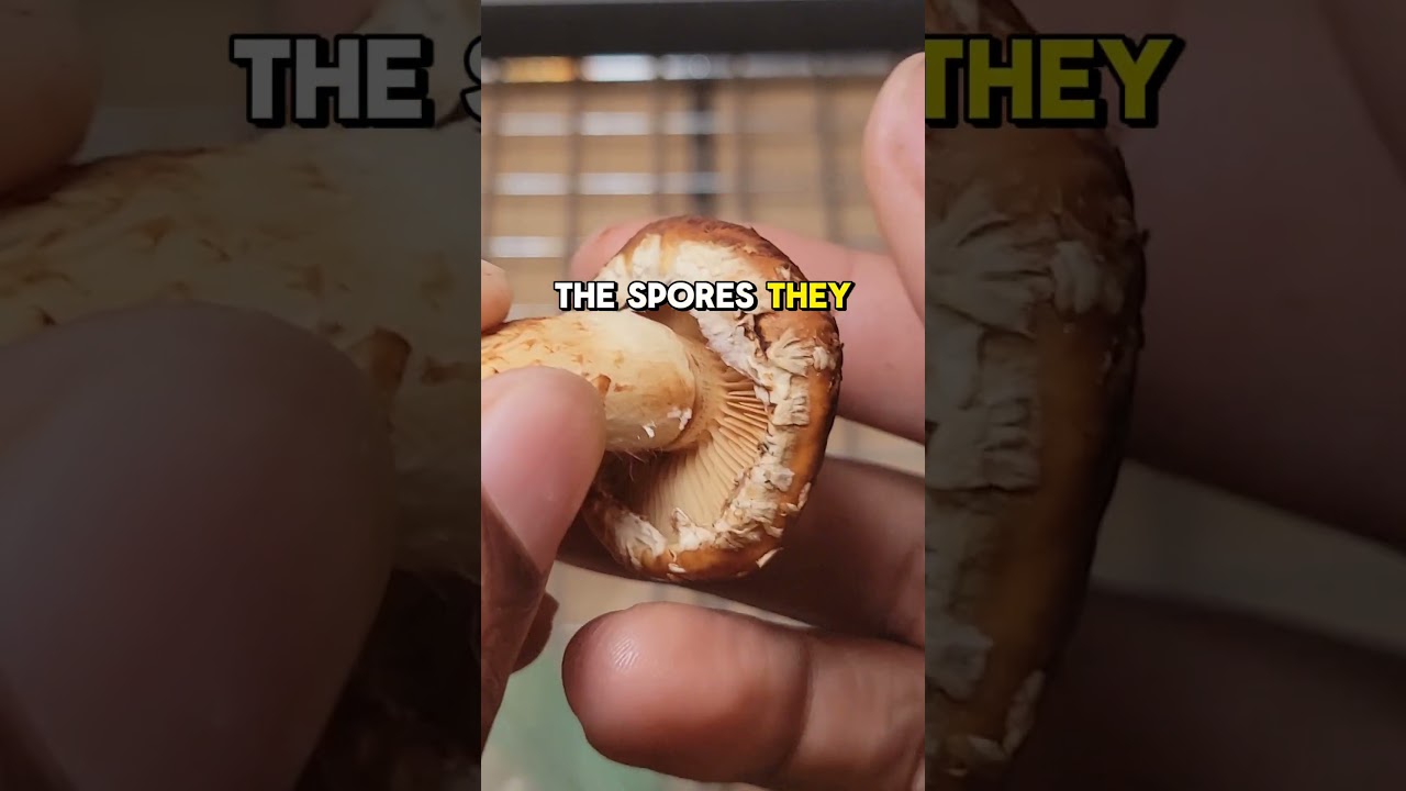 Breeding Foraged Fungi #shorts #fungi #science #foraged