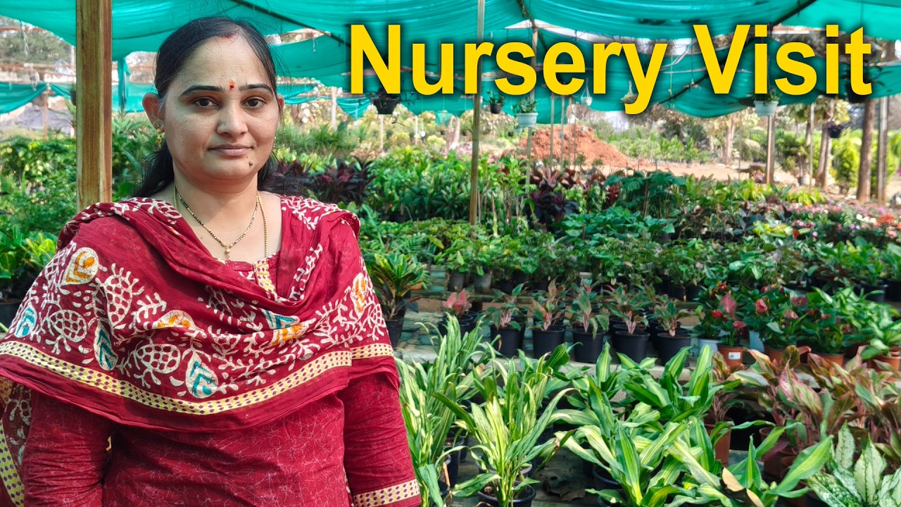 My visit to Shri Balaji Nursery at Vanasthalipuram Hyderabad..Nursery with all varieties of plants