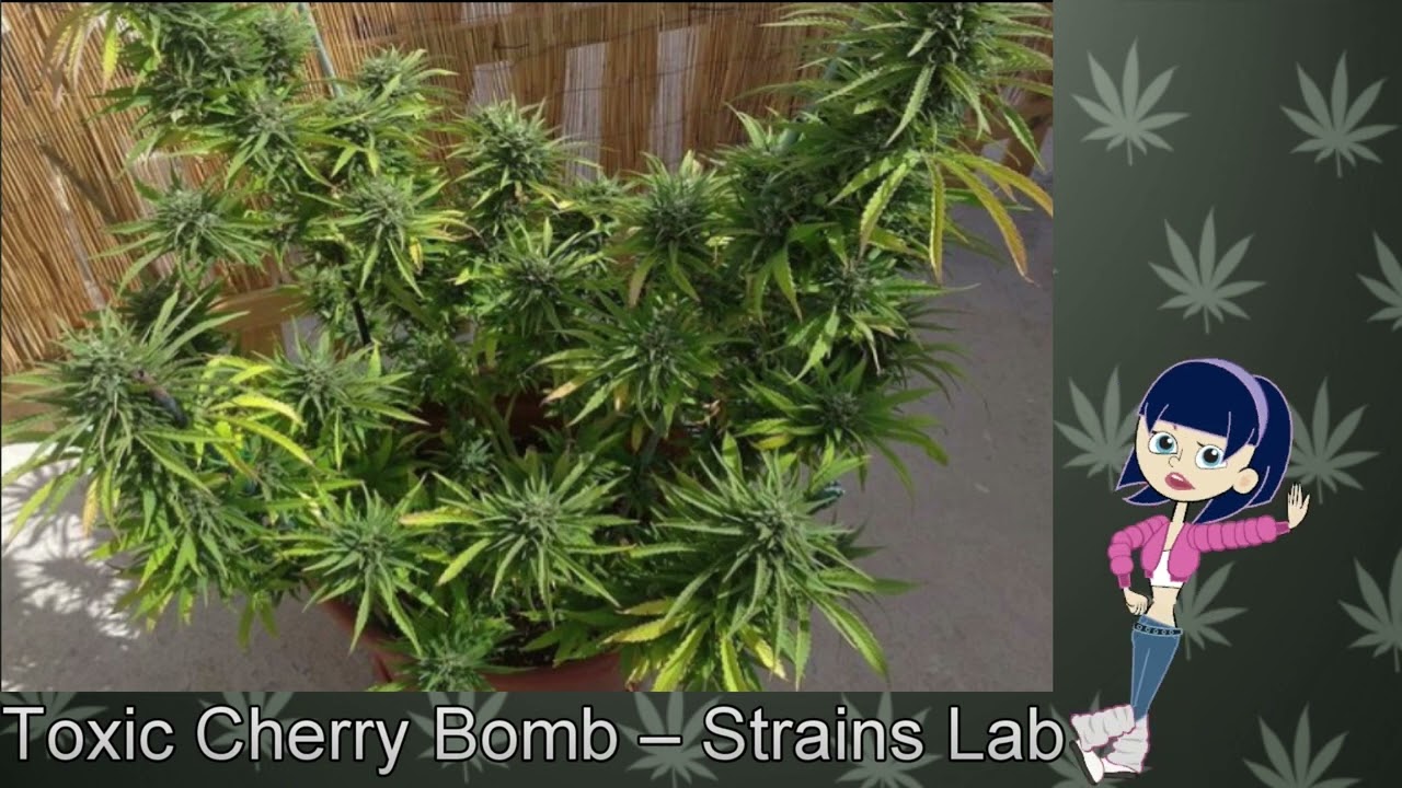 Toxic Cherry Bomb &ndash; Strains Lab