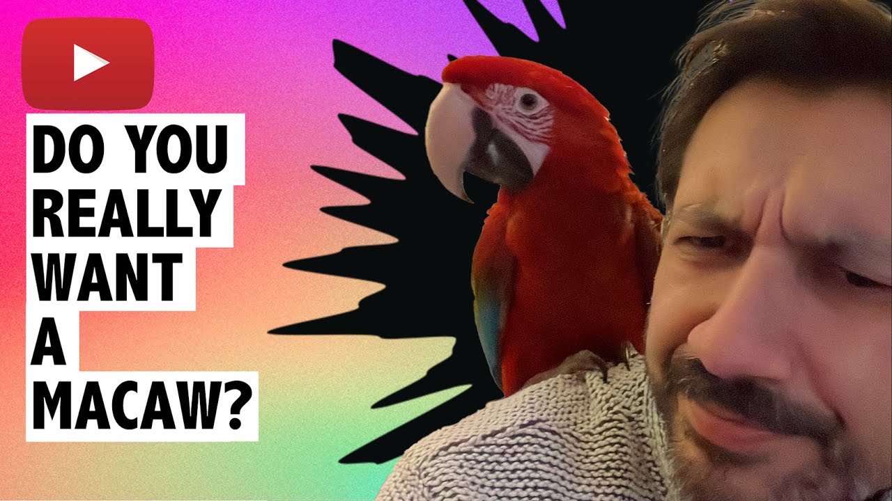 5 negatives of owning a Macaw | Maui the Macaw