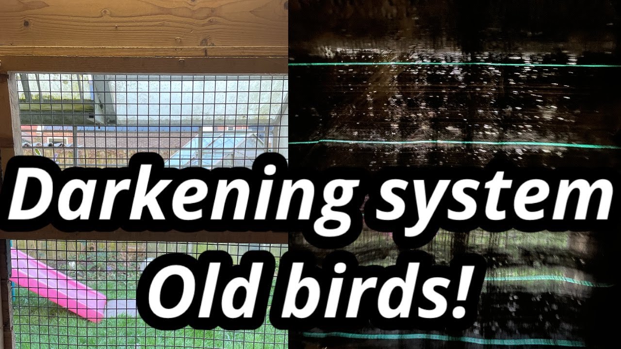 Darkening system for the old birds | Racing pigeons |