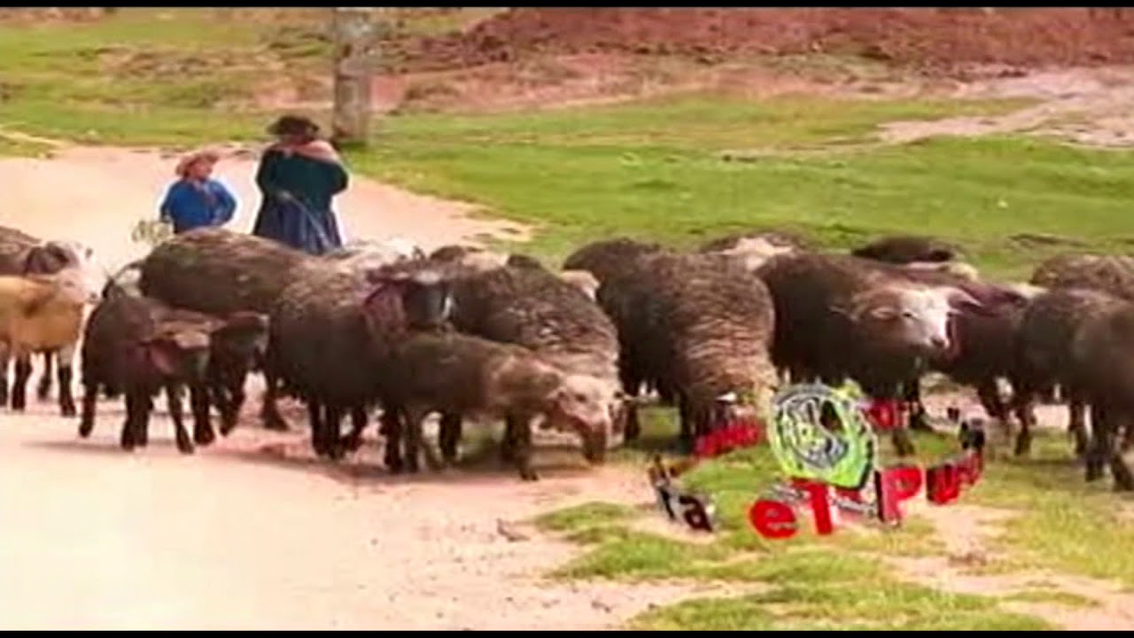 jarana de el ñato de Paucaray y sus amigos