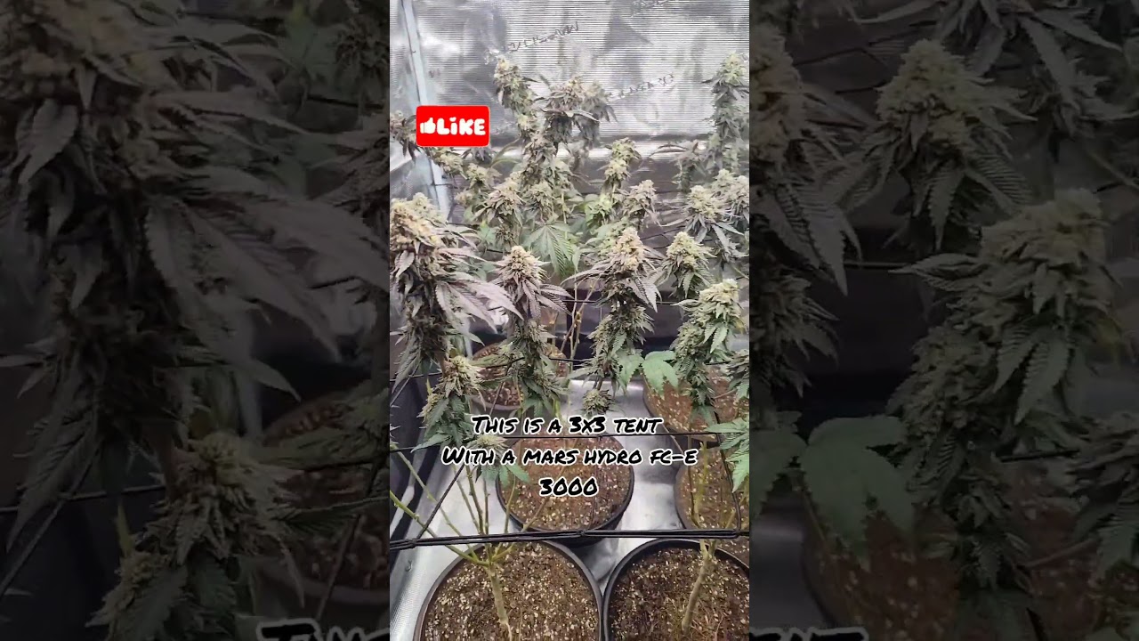 Mars Hydro fc-e 3000 Light Produces Massive Harvest 😱 3x3 World Record!