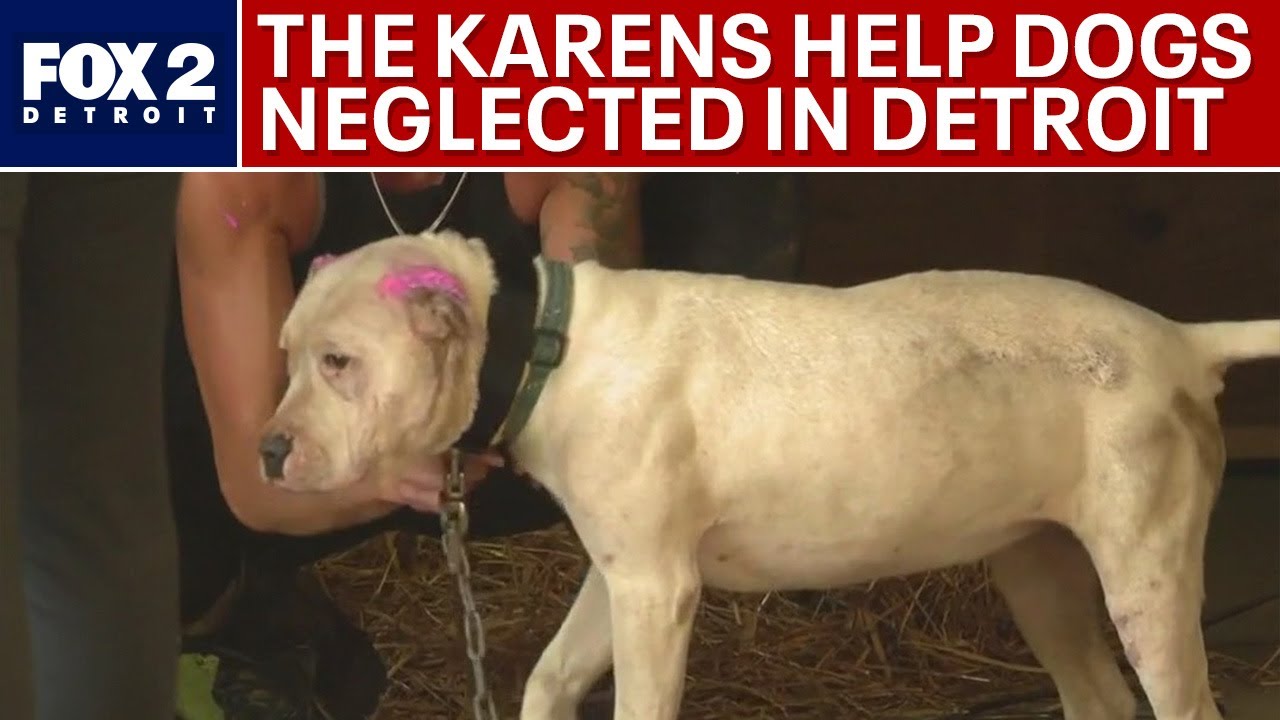 Detroit dog rescue team The Karens hit the streets in the summer heat