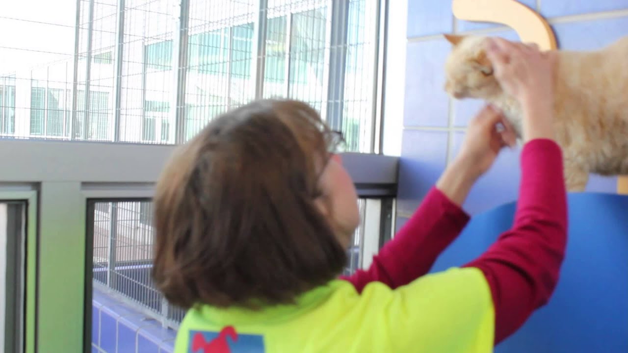 Get Involved: Austin Animal Center