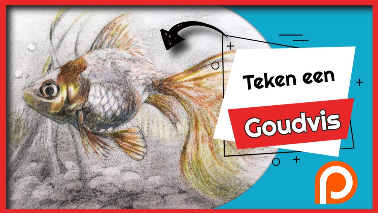 Hoe teken je een Goudvis met Houtskool potlood en kleurpotloden