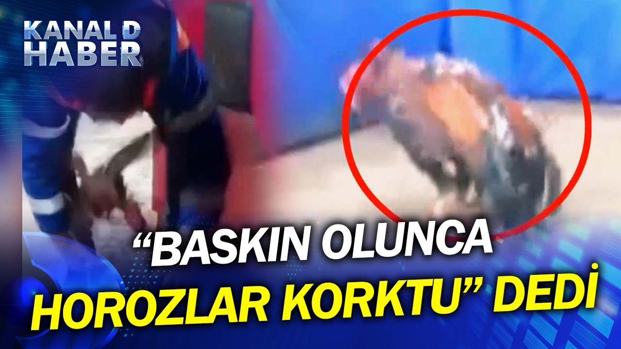 Polis, Temizlikçi Kılığıyla Horoz Dövüştürenleri Yakaladı! Kıraathane Sahibinden İlginç Savunma