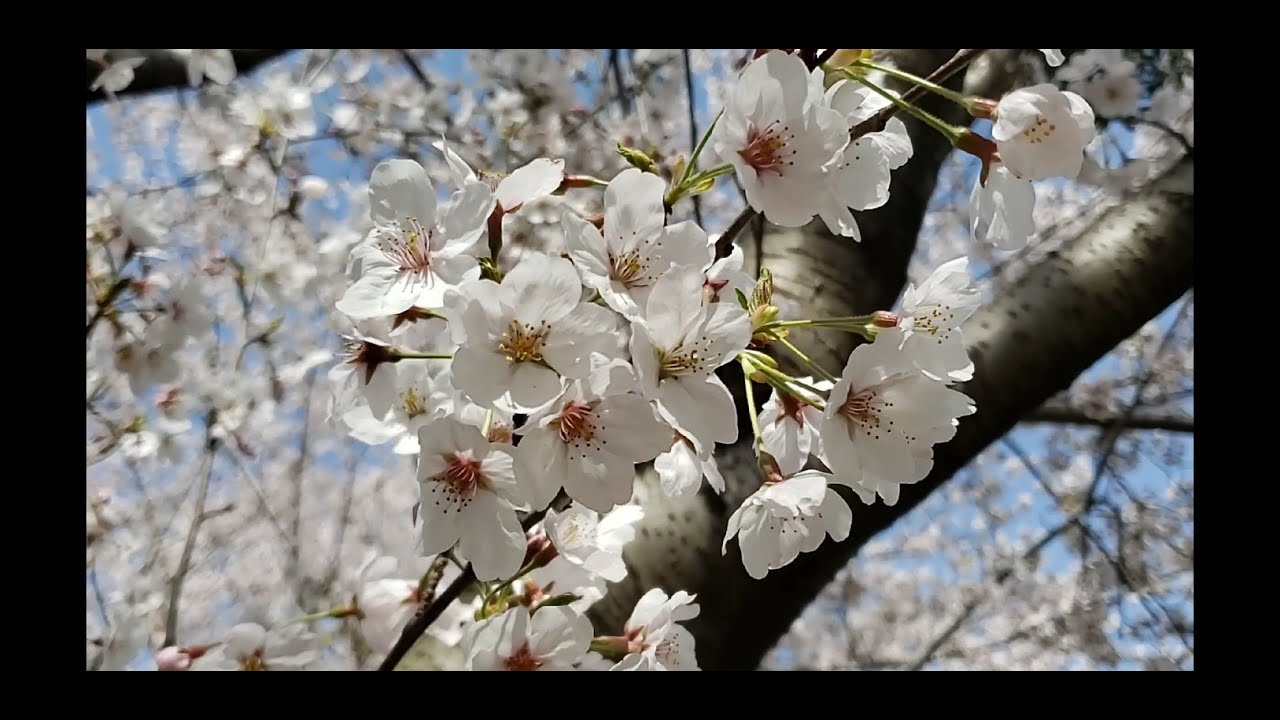 SAKURA 2021 Japan Cherry Blossom.