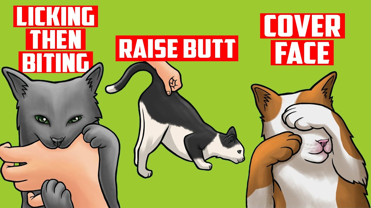 10 Weird Things Cats Do When They See Their Owners and Why